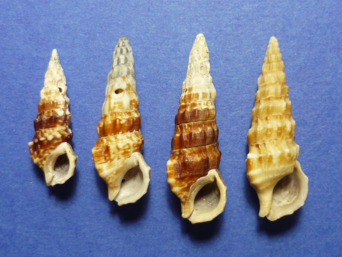 Cerithium alucaster